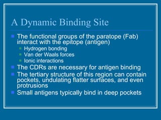 A Dynamic Binding Site The functional groups of the paratope (Fab) interact with the epitope (antigen)  Hydrogen bonding Van der Waals forces Ionic interactions The CDRs are necessary for antigen binding The tertiary structure of this region can contain pockets, undulating flatter surfaces, and even protrusions Small antigens typically bind in deep pockets 