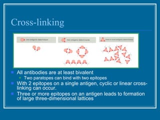 Cross-linking All antibodies are at least bivalent  Two paratopes can bind with two epitopes With 2 epitopes on a single antigen, cyclic or linear cross-linking can occur.  Three or more epitopes on an antigen leads to formation of large three-dimensional lattices  