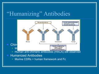 “Humanizing” Antibodies Chimeric Antibodies Murine Fv + human Fc Human anti-chimeric antibodies (HACA) still observed Humanized Antibodies Murine CDRs + human framework and Fc 