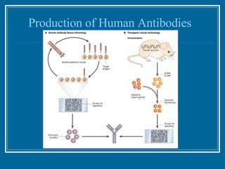 Production of Human Antibodies 