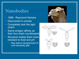 Nanobodies 1989 - Raymond Hamers  Discovered in camels Completely lack the light chain! Same antigen affinity as their four-chain counterparts  Structure makes them more resistant to heat and pH May lead to development of oral nanobody pills 