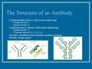The Structure of an Antibody 2 identical light chains (~220 amino acids long) Variable domain: V L Constant domain: C L 2 identical heavy chains (~440 amino acids long) Variable domain: V H 3 Constant domains: C H 1, C H 2, C H 3 Covalent, disulfide bonds between cysteine residues Flexible “hinge region” 