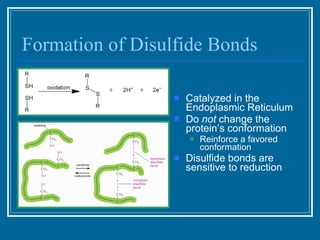 Formation of Disulfide Bonds Catalyzed in the Endoplasmic Reticulum Do  not  change the protein’s conformation Reinforce a favored conformation Disulfide bonds are sensitive to reduction 