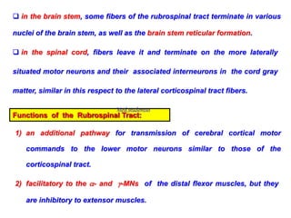  in the brain stem, some fibers of the rubrospinal tract terminate in various
nuclei of the brain stem, as well as the brain stem reticular formation.
 in the spinal cord, fibers leave it and terminate on the more laterally
situated motor neurons and their associated interneurons in the cord gray
matter, similar in this respect to the lateral corticospinal tract fibers.
Functions of the Rubrospinal Tract:
1) an additional pathway for transmission of cerebral cortical motor
commands to the lower motor neurons similar to those of the
corticospinal tract.
2) facilitatory to the - and -MNs of the distal flexor muscles, but they
are inhibitory to extensor muscles.
Med_students0
 