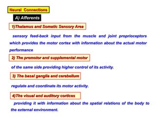 Neural Connections
A) Afferents
1)Thalamus and Somatic Sensory Area
sensory feed-back input from the muscle and joint proprioceptors
which provides the motor cortex with information about the actual motor
performance
2) The premotor and supplemental motor
of the same side providing higher control of its activity.
3) The basal ganglia and cerebellum
regulate and coordinate its motor activity.
4)The visual and auditory cortices
providing it with information about the spatial relations of the body to
the external environment.
 
