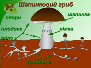 шапинка
грибница
плодове
тіло
ніжка
Шапинковий гриб
спори
 
