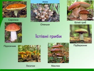 Сироїжка
Білий гриб
Підосичник
Лисички
Підберезник
Маслюк
Їстівні гриби
Опеньки
 