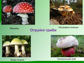 Мухомор Несправжні опеньки
Сатанинський грибБліда поганка
Отруйні гриби
 