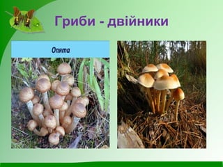 Гриби - двійники
 