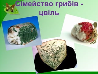 Сімейство грибів -
цвіль
 