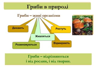 Розмножуються
Відмирають
Гриби – живі організми
Дихають
Живляться
Ростуть
Гриби – відрізняються
і від рослин, і від тварин.
Гриби в природі
 