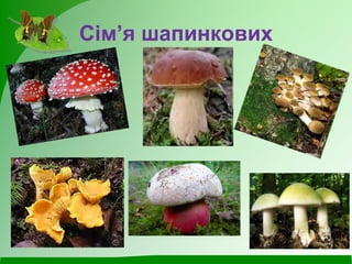 Сім’я шапинкових
 