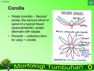 11/30/2022
12
Corolla
• Petals (corolla) – Second
series; the second whorl or
spiral of a typical flower
(asexual/sterile)...