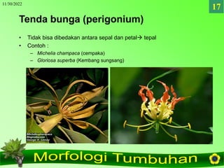 11/30/2022
17
Tenda bunga (perigonium)
• Tidak bisa dibedakan antara sepal dan petal tepal
• Contoh :
– Michelia champaca...
