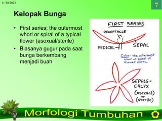 11/30/2022
7
Kelopak Bunga
• First series; the outermost
whorl or spiral of a typical
flower (asexual/sterile)
• Biasanya ...