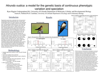 Hirundo rustica: a model for the genetic basis of continuous phenotypic
variation and speciation
Ryan Higgins Undergraduate BA, University of Colorado Department of Molecular, Cellular, and Developmental Biology
Joanna K. Hubbard Ph.D. Candidate, University of Colorado Department of Ecology and Evolutionary Biology
Introduction
Pigmentation genes play an important role in the generation
of phenotypes (what something looks like). In many cases,
distinguishing between two species based on color patterning
can be simple. Take for example a female lion and a female
tiger; the morphological characteristics are very similar, but
their coloration makes it easy to elucidate which is the lion
and which is the tiger. However, within a species certain
traits, including pigmentation, can become selected for and
more pronounced in some populations and not others: an
evolutionary process known as Cladogenesis. Environment
and sexual selection are two strong mechanisms that can
mediate phenotypic variation within a species. Over 150
genes have been found to affect animal coloration and
patterning, and many of these genes have also been found to
be strongly conserved in the vertebrate taxa. Here we explore
coloration in barn swallows (Hirundo rustica) from North
America and the United Kingdom at the molecular level by
looking at genetic variations in TYR, a gene coding for
Tyrosinase: an enzyme that oxidizes tyrosine residues that
then undergo reactions and yield eumelanin, which
contributes to dark coloration. Phenotypically barn swallows
in the United Kingdom have lighter breast plumage than
those in Colorado, and it is likely the UK population will
share characteristic mutations that decrease Tyrasinase
activity, while those in Colorado will share mutations that
increase tyrosinase activity.
Methodology
• Sampled adult barn swallows in the UK and Colorado
in 2008
• Took breast feathers from each bird
• Measured with photospectrometer to get an objective
measure of color
• Sequenced 48 males from each population – the 24
darkest and 24 lightest males
• Tyrosinase – UK and Colorado
• DNA sequence analysis
• Looked for Single Nucleotide
polymorphisms (SNP) in each gene
• Scored genotype in each bird
• Determined whether genotypic is
synonymous or non-synonymous
Results
Conclusion
Figure 1: NA population shows darker coloration than UK population
Figure 2: Relation of genotype and color in NA Figure 3: Relation of genotype and color in UK
Figure 4: Relation of genotype and color in both populations
While this study is not comprehensive in melanogenisis, as tyrosinase
is just one component, it has produced some interesting and useful
information for future use. Figure 1 shows that barn swallow
populations in North America have a darker breast coloration
compared to ones in the United Kingdom. Figures 2, 3, (NA and UK
respectively) and 4 (NA and UK) elucidate what mutations in
tyrosinase may cause the distinct phenotypes of each population. The
most notable variable sites (indicated as base pair position) are 501
and 873. At 501 it appears the replacement of threonine (T) residues
with Serine (S) results in darker coloration. Notice how only the NA
population has homozygous mutations at that site. At site 873 the
replacement of a tyrosine (Y) with an asparagine (N) appears to cause
a lighter coloration, and thus, decreased enzymatic activity. Notice
how this mutation only occurs in the UK population. Thus, presence of
S and N at 501 and 873 respectively, demonstrate Figure 1 at the
molecular level. It is important to note that there is variation within
each population at these sites, and thus, this is the underlying theme
of continuous phenotypic variation. Why one phenotype is
predominant over another, and whether mechanisms in the
environment influence a certain phenotype, are still being studied;
these will give us a much better understanding of evolutionary
mechanisms.
United Kingdom (UK)
North America (NA)
Figure 5: Amino acid variation at each site
NA
UK
 