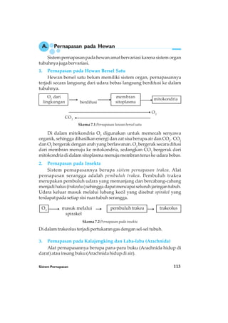 Sistem Pernapasan 113
Sistem pernapasan pada hewan amat bervariasi karena sistem organ
tubuhnya juga bervariasi.
1. Pernapasan pada Hewan Bersel Satu
Hewan bersel satu belum memiliki sistem organ, pernapasannya
terjadi secara langsung dari udara bebas langsung berdifusi ke dalam
tubuhnya.
berdifusi
O2
CO2
Di dalam mitokondria O2
digunakan untuk memecah senyawa
organik, sehingga dihasilkan energi dan zat sisa berupa air dan CO2
. CO2
dan O2
bergerak dengan arah yang berlawanan. O2
bergerak secara difusi
dari membran menuju ke mitokondria, sedangkan CO2
bergerak dari
mitokondria di dalam sitoplasma menuju membran terus ke udara bebas.
2. Pernapasan pada Insekta
Sistem pernapasannya berupa sistem pernapasan trakea. Alat
pernapasan serangga adalah pembuluh trakea. Pembuluh trakea
merupakan pembuluh udara yang memanjang dan bercabang-cabang
menjadihalus(trakeolus)sehinggadapatmencapaiseluruhjaringantubuh.
Udara keluar masuk melalui lubang kecil yang disebut spirakel yang
terdapat pada setiap sisi ruas tubuh serangga.
masuk melalui
spirakel
Skema 7.2 Pernapasan pada insekta
Di dalam trakeolus terjadi pertukaran gas dengan sel-sel tubuh.
3. Pernapasan pada Kalajengking dan Laba-laba (Arachnida)
Alat pernapasannya berupa paru-paru buku (Arachnida hidup di
darat) atau insang buku (Arachnida hidup di air).
A. Pernapasan pada Hewan
O2
dari
lingkungan
mitokondria
membran
sitoplasma
pembuluh trakeaO2
trakeolus
Skema 7.1 Pernapasan hewan bersel satu
 