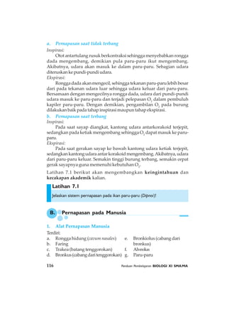 116 Panduan Pembelajaran BIOLOGI XI SMA/MA
Latihan 7.1
a. Pernapasan saat tidak terbang
Inspirasi:
Otot antartulang rusuk berkontraksi sehingga menyebabkan rongga
dada mengembang, demikian pula paru-paru ikut mengembang.
Akibatnya, udara akan masuk ke dalam paru-paru. Sebagian udara
diteruskankepundi-pundiudara.
Ekspirasi:
Ronggadada akan mengecil, sehingga tekanan paru-paru lebih besar
dari pada tekanan udara luar sehingga udara keluar dari paru-paru.
Bersamaan dengan mengecilnya rongga dada, udara dari pundi-pundi
udara masuk ke paru-paru dan terjadi pelepasan O2
dalam pembuluh
kapiler paru-paru. Dengan demikian, pengambilan O2
pada burung
dilakukan baik pada tahap inspirasi maupun tahap ekspirasi.
b. Pernapasan saat terbang
Inspirasi:
Pada saat sayap diangkat, kantong udara antarkorakoid terjepit,
sedangkan pada ketiak mengembang sehingga O2
dapat masuk ke paru-
paru.
Ekspirasi:
Pada saat gerakan sayap ke bawah kantong udara ketiak terjepit,
sedangkankantongudaraantarkorakoidmengembang.Akibatnya,udara
dari paru-paru keluar. Semakin tinggi burung terbang, semakin cepat
gerak sayapnya guna memenuhi kebutuhan O2
.
Latihan 7.1 berikut akan mengembangkan keingintahuan dan
kecakapan akademik kalian.
Jelaskan sistem pernapasan pada ikan paru-paru (Dipnoi)!
B. Pernapasan pada Manusia
1. Alat Pernapasan Manusia
Terdiri:
a. Rongga hidung (cavum nasales) e. Bronkiolus (cabang dari
b. Faring bronkus)
c. Trakea (batang tenggorokan) f. Alveolus
d. Bronkus(cabangdaritenggorokan) g. Paru-paru
 