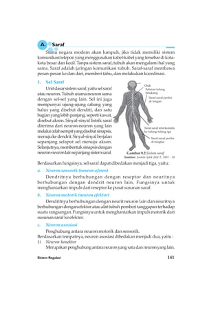 Sistem Regulasi 141
Otak
Saluran tulang
belakang
Saraf-saraf perifer
di lengan
Saraf-saraf perifer
di tungkai
Saraf-saraf interkostalis
ke tulang-tulang iga
Gambar 9.2 Sistem saraf
Sumber: Jendela Iptek Jilid 9, 2001 : 58
Suatu negara modern akan lumpuh, jika tidak memiliki sistem
komunikasiteleponyangmenggunakankabel-kabelyangtersebardikota-
kota besar dan kecil. Tanpa sistem saraf, tubuh akan mengalami hal yang
sama. Saraf adalah jaringan komunikasi tubuh. Saraf-saraf membawa
pesan-pesan ke dan dari, memberi tahu, dan melakukan koordinasi.
1. Sel Saraf
Unitdasarsistemsaraf,yaituselsaraf
atauneuron.Tubuhutamaneuronsama
dengan sel-sel yang lain. Sel ini juga
mempunyai ujung-ujung cabang yang
halus yang disebut dendrit, dan satu
bagianyanglebihpanjang,sepertikawat,
disebut akson. Sinyal-sinyal listrik saraf
diterima dari neuron-neuron yang lain
melaluicelahsempityangdisebutsinapsis,
menujukedendrit.Sinyal-sinyalberjalan
sepanjang selaput sel menuju akson.
Selanjutnya,membentuksinapsisdengan
neuron-neuronlainsepanjangsistemsaraf.
Berdasarkan fungsinya, sel saraf dapat dibedakan menjadi tiga, yaitu:
a. Neuron sensorik (neuron aferen)
Dendritnya berhubungan dengan reseptor dan neuritnya
berhubungan dengan dendrit neuron lain. Fungsinya untuk
menghantarkan impuls dari reseptor ke pusat susunan saraf.
b. Neuron motorik (neuron efektor)
Dendritnya berhubungan dengan neurit neuron lain dan neuritnya
berhubungandenganefektorataualattubuhpemberitanggapanterhadap
suatu rangsangan. Fungsinya untuk menghantarkan impuls motorik dari
susunan saraf ke efektor.
c. Neuron asosiasi
Penghubung antara neuron motorik dan sensorik.
Berdasarkan tempatnya, neuron asosiasi dibedakan menjadi dua, yaitu :
1) Neuron konektor
Merupakanpenghubungantaraneuronyangsatudanneuronyanglain.
A. Saraf
 