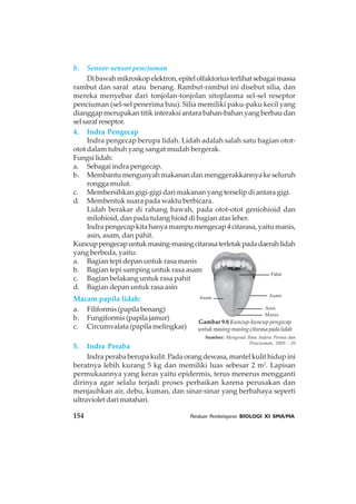 154 Panduan Pembelajaran BIOLOGI XI SMA/MA
b. Sensor-sensor penciuman
Dibawahmikroskopelektron,epitelolfaktoriusterlihatsebagaimassa
rambut dan saraf atau benang. Rambut-rambut ini disebut silia, dan
mereka menyebar dari tonjolan-tonjolan sitoplasma sel-sel reseptor
penciuman (sel-sel penerima bau). Silia memiliki paku-paku kecil yang
dianggap merupakan titik interaksi antara bahan-bahan yang berbau dan
selsarafreseptor.
4. Indra Pengecap
Indra pengecap berupa lidah. Lidah adalah salah satu bagian otot-
otot dalam tubuh yang sangat mudah bergerak.
Fungsi lidah:
a. Sebagai indra pengecap.
b. Membantu mengunyah makanan dan menggerakkannya ke seluruh
rongga mulut.
c. Membersihkan gigi-gigi dari makanan yang terselip di antara gigi.
d. Membentuk suara pada waktu berbicara.
Lidah berakar di rahang bawah, pada otot-otot geniohioid dan
milohioid, dan pada tulang hioid di bagian atas leher.
Indra pengecap kita hanya mampu mengecap 4 citarasa, yaitu manis,
asin, asam, dan pahit.
Kuncuppengecapuntukmasing-masingcitarasaterletakpadadaerahlidah
yang berbeda, yaitu:
a. Bagian tepi depan untuk rasa manis
b. Bagian tepi samping untuk rasa asam
c. Bagian belakang untuk rasa pahit
d. Bagian depan untuk rasa asin
Macam papila lidah:
a. Filiformis (papila benang)
b. Fungiformis (papila jamur)
c. Circumvalata (papila melingkar)
5. Indra Peraba
Indra peraba berupa kulit. Pada orang dewasa, mantel kulit hidup ini
beratnya lebih kurang 5 kg dan memiliki luas sebesar 2 m2
. Lapisan
permukaannya yang keras yaitu epidermis, terus menerus mengganti
dirinya agar selalu terjadi proses perbaikan karena perusakan dan
menjauhkan air, debu, kuman, dan sinar-sinar yang berbahaya seperti
ultraviolet dari matahari.
Asam
Pahit
Manis
Gambar 9.8 Kuncup-kuncup pengecap
untuk masing-masing citarasa pada lidah
Sumber: Mengenal Ilmu Indera Perasa dan
Penciuman, 2003 : 20
Asam
Asin
 