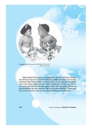 160 Panduan Pembelajaran BIOLOGI XI SMA/MA
Segala tingkah laku yang lucu, menggemaskan dipunyai adik bayi. Mengapa
ada adik bayi yang lucu di dunia ini? Alasannya adalah reproduksi. Semua jenis
kehidupan dapat bereproduksi membuat keturunannya. Saat berada di dalam
rahim merupakan bagian pertama dalam kehidupan seorang bayi. Hal ini
merupakan periode antara bergabungnya sebutir telur dan sebuah sel sperma
saat pembuahan dan saat masuknya bayi ke dunia saat dilahirkan. Begitu pula
hewan dan tumbuhan, keturunannya akan dihasilkan lewat reproduksi.
Gambar 10.1 Mengapa ada adik bayi di dunia ini?
Sumber: CD Image
160 Panduan Pembelajaran BIOLOGI XI SMA/MA
 