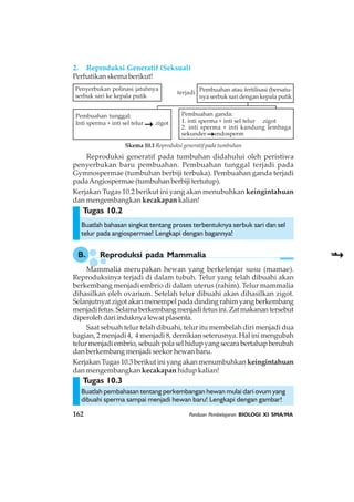 162 Panduan Pembelajaran BIOLOGI XI SMA/MA
Tugas 10.2
Penyerbukan polinasi jatuhnya
serbuk sari ke kepala putik
terjadi
Pembuahan atau fertilisasi (bersatu-
nya serbuk sari dengan kepala putik
Pembuahan ganda:
1. inti sperma + inti sel telur zigot
2. inti sperma + inti kandung lembaga
sekunder endosperm
Pembuahan tunggal:
Inti sperma + inti sel telur zigot
Reproduksi generatif pada tumbuhan didahului oleh peristiwa
penyerbukan baru pembuahan. Pembuahan tunggal terjadi pada
Gymnospermae (tumbuhan berbiji terbuka). Pembuahan ganda terjadi
padaAngiospermae (tumbuhan berbiji tertutup).
Kerjakan Tugas 10.2 berikut ini yang akan menubuhkan keingintahuan
dan mengembangkan kecakapan kalian!
Buatlah bahasan singkat tentang proses terbentuknya serbuk sari dan sel
telur pada angiospermae! Lengkapi dengan bagannya!
B. Reproduksi pada Mammalia
Mammalia merupakan hewan yang berkelenjar susu (mamae).
Reproduksinya terjadi di dalam tubuh. Telur yang telah dibuahi akan
berkembang menjadi embrio di dalam uterus (rahim). Telur mammalia
dihasilkan oleh ovarium. Setelah telur dibuahi akan dihasilkan zigot.
Selanjutnyat zigot akan menempel pada dinding rahim yang berkembang
menjadifetus.Selamaberkembangmenjadifetusini.Zatmakanantersebut
diperolehdariinduknyalewatplasenta.
Saat sebuah telur telah dibuahi, telur itu membelah diri menjadi dua
bagian, 2 menjadi 4, 4 menjadi 8, demikian seterusnya. Hal ini mengubah
telurmenjadiembrio,sebuahpolaselhidupyangsecarabertahapberubah
dan berkembang menjadi seekor hewan baru.
Kerjakan Tugas 10.3 berikut ini yang akan menumbuhkan keingintahuan
dan mengembangkan kecakapan hidup kalian!
2. Reproduksi Generatif (Seksual)
Perhatikan skema berikut!
Skema 10.1 Reproduksi generatif pada tumbuhan
Tugas 10.3
Buatlah pembahasan tentang perkembangan hewan mulai dari ovum yang
dibuahi sperma sampai menjadi hewan baru! Lengkapi dengan gambar!
 