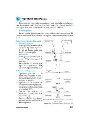 Sistem Reproduksi 163
C. Reproduksi pada Manusia
Padamanusia,reproduksisamadenganyangadapadamamaliayang
lain. Tujuannya untuk melangsungkan keturunan. Untuk memulai
kehidupan baru, satu sperma harus membuahi satu sel telur.
1. Gametogenesis
Proses pembentukan gamet (sel kelamin)disebut gametogenesis. Sel
kelamin pria dinamakan sperma, sedangkan sel kelamin wanita disebut
ovum.
Gametogenesis ada dua, yaitu:
a. Spermatogenesis
Yaitu proses pembentukan
sperma. Spermatogenesis
terjadi di dalam testis atau
buah zakar atau pelir.
b. Oogenesis
Yaitu proses pembentukan
ovum. Oogenesis terjadi di
ovarium.
Perhatikan perbandingan
spermat o g e n e s i s d a n
oogenesis pada Skema 10.2!
Pada Spermatogenesis
1) Spermatogonium (2n)
membelah secara mitosis
menjadi spermatosit primer
atau spermatosit I.
2) Spermatosit I membelah
secarameiosismenghasilkan2
sel spermatosit sekunder atau
spermatosit II (n).
3) Setiap spermatosit II
membelah menghasilkan
spermatid(n).
4) Spermatid akan mengalami
pematanganmenjadisperma-
tozoa (sperma).
Skema 10.2 Perbandingan pembentukan sperma
dan sel telur
Sumber: Ilmu Pengetahuan Populer Jilid 5, 2000 : 224
Di dalam testis
Di dalam indung
telur
Sel benih
permulaan
Spermato-
gonium
Spermato-
sit
Pembelahan
reduksi
(meiosis)
Gamet
Pembuahan
Ovum
Sperma-
tozoa
Zigot
Sel benih
permulaan
Oogonia
Oosit
Pembelahan
reduksi
(meiosis)
Gamet
Pembuahan
 