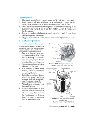 164 Panduan Pembelajaran BIOLOGI XI SMA/MA
Pada Oogenesis
1) Oogenesis membelah secara mitosis menjadi oosit primer atau oosit I.
2) Oosit I membelah secara meiosis menghasilkan satu oosit sekunder
atau oosit II dan satu badan kutub I atau badan kutub primer.
3) Oosit sekunder membelah menghasilkan sebuah ootid yang akan
berkembang menjadi sel telur dan badan kutub II yang akan
berdegenerasi.
4) Badan kutub I membelah menghasilkan badan kutub II yang juga
akan mengalami degenerasi.
5) OogoniummembelahsecaramitosismenjadioositprimeratauoositI.
2. Alat-alat Reproduksi
a. Alat-alat reproduksi pria
Alat-alat reproduksi pria terdiri
atas testis, saluran pengeluaran,
kelenjar aksesoris, dan penis.
1) Testis berjumlah sepasang
danberbentukoval.Didalam
testis terdapat tubulus
seminiferus yang berfungsi
menghasilkansel-selsperma.
2) Saluranpengeluaran(duktus
ekskresi)terdiriatas:
a) Vas eferens: saluran peng-
hubung tubulus seminiferus
denganepididimis.
b) Epididimis: saluran berke-
lok-kelok yang berfungsi
sebagai penyimpan sperma
sampai sperma matang.
c) Vasdeferens: saluran lan-
jutanepididimis.
d) Saluran ejaculatorius atau
saluran pemancaran terdiri
atas sepasang dan merupa-
kan bagian dari vas deferens
yang berfungsi meman-
carkansemenkeuretra.
Gambar 10.2 Alat reproduksi laki-laki
Sumber: Jendela Iptek Jilid 9, 2001 : 42
Testis kiri
Skrotum
Uretra
Penis
Epididimis
Kelenjar prostat
Vesikel seminalis
Gambar 10.3 Alat reproduksi laki-laki
tampakdepan
Sumber: Jendela Iptek Jilid 9, 2001 : 42
Kandung kemih
Penis
Testis kiri
Uretra
Skrotum
vas diferens
Ureter kanan
Kelenjar seminalis
Kelenjar
prostat
 