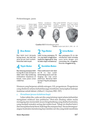 Sistem Reproduksi 167
Perkembangan janin
Hormon yang berperan adalah estrogen, LH, progesteron. Progesteron
yang disekresi selama kehamilan juga membantu menyiapkan kelenjar
mammae untuk laktasi. (Athur C. Guyton,1983 : 557)
c. Persalinan (proses kelahiran bayi)
Leher rahim ibu, yaitu serviks yang tertutup rapat selama kehamilan
mengalami relaksasi dan pelebaran. Otot-otot dinding rahim mulai
menegang dan memendek secara bergelombang yang disebut kontraksi,
yang menjadi semakin sering dan makin kuat. Tahap ini disebut kala I,
dan merupakan kerja berat, baik bagi ibu maupun bayi. Secara berangsur-
angsur kontraksi mendorong bayi melalui serviks yang telah membuka
A n g g o t a
gerak embrio
yang sudah
terlihat
Semua organ-
organ tubuh
utama sudah
terbentuk
Rahim membesar
untuk menyediakan
tempat bagi bayi
yang tumbuh
Bayi yang terletak
terbalik dengan
kepala di bawah ke
posisi kelahiran
O r g a n - o r g a n
bayi siap untuk
hidup di luar
tubuh ibu
Gambar 10.5 Perkembangan janin
Sumber: Jendela Iptek Jilid 9, 2001 : 44 - 45
1Dua Bulan
Bayi lebih kecil daripada
kacang kenari, dan kaki-kaki
serta jari-jari kecil tumbuh.
Kehamilan telah terjadi.
2Tiga Bulan
Lebih kurang panjangnya 70
mm,bayidapatmenggerakkan
kepaladananggotagerak.Sang
ibubelumdapatmerasakannya.
3Lima Bulan
Bayi panjangnya 25 cm dan
memberikan reaksi terhadap
suara keras dengan cara
menendang dan menggeliat.
Perut ibu menggelembung.
4Tujuh Bulan
Bayi sekarang panjangnya lebih
kurang 40 cm dan terimpit di
dalam rahim. Bayi cenderung
meletakkan kepalanya di
bawah, suatu posisi untuk
melahirkan.
5Sembilan Bulan
Pada model anatomi dari abad
ke-18 ini, bayi sudah
berkembang secara utuh dan
lengkap dan siap untuk
dilahirkan. Beratnya lebih
kurang 3-4 kg dan panjangnya
50 cm.
 