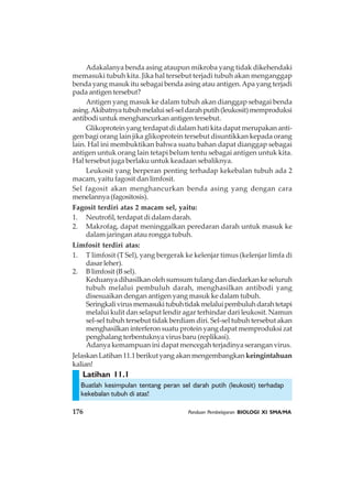 176 Panduan Pembelajaran BIOLOGI XI SMA/MA
Latihan 11.1
Adakalanya benda asing ataupun mikroba yang tidak dikehendaki
memasuki tubuh kita. Jika hal tersebut terjadi tubuh akan menganggap
benda yang masuk itu sebagai benda asing atau antigen.Apa yang terjadi
pada antigen tersebut?
Antigen yang masuk ke dalam tubuh akan dianggap sebagai benda
asing.Akibatnyatubuhmelaluisel-seldarahputih(leukosit)memproduksi
antibodi untuk menghancurkan antigen tersebut.
Glikoprotein yang terdapat di dalam hati kita dapat merupakan anti-
gen bagi orang lain jika glikoprotein tersebut disuntikkan kepada orang
lain. Hal ini membuktikan bahwa suatu bahan dapat dianggap sebagai
antigen untuk orang lain tetapi belum tentu sebagai antigen untuk kita.
Hal tersebut juga berlaku untuk keadaan sebaliknya.
Leukosit yang berperan penting terhadap kekebalan tubuh ada 2
macam, yaitu fagosit dan limfosit.
Sel fagosit akan menghancurkan benda asing yang dengan cara
menelannya(fagositosis).
Fagosit terdiri atas 2 macam sel, yaitu:
1. Neutrofil, terdapat di dalam darah.
2. Makrofag, dapat meninggalkan peredaran darah untuk masuk ke
dalam jaringan atau rongga tubuh.
Limfosit terdiri atas:
1. T limfosit (T Sel), yang bergerak ke kelenjar timus (kelenjar limfa di
dasarleher).
2. B limfosit (B sel).
Keduanya dihasilkan oleh sumsum tulang dan diedarkan ke seluruh
tubuh melalui pembuluh darah, menghasilkan antibodi yang
disesuaikan dengan antigen yang masuk ke dalam tubuh.
Seringkalivirusmemasukitubuhtidakmelaluipembuluhdarahtetapi
melalui kulit dan selaput lendir agar terhindar dari leukosit. Namun
sel-sel tubuh tersebut tidak berdiam diri. Sel-sel tubuh tersebut akan
menghasilkan interferon suatu protein yang dapat memproduksi zat
penghalang terbentuknya virus baru (replikasi).
Adanya kemampuan ini dapat mencegah terjadinya serangan virus.
Jelaskan Latihan 11.1 berikut yang akan mengembangkan keingintahuan
kalian!
Buatlah kesimpulan tentang peran sel darah putih (leukosit) terhadap
kekebalan tubuh di atas!
 