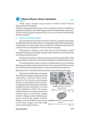 Sistem Kekebalan 177
Gambar 11.3 Bakteri penyebab penyakit
pertussis
Sumber: Ensiklopedi Umum untuk Pelajar Jilid,
2005 : 39
B. Macam-Macam Sistem Kekebalan
Tidak semua antigen yang masuk ke dalam tubuh berhasil
dihancurkanolehleukosit.
Antigen yang gagal dihancurkan sistem pertahanan tubuh ini akhirnya
dapatmenyerangsel-seltubuhhinggapenderitamenjadisakit,misalcacar.
Apakah setelah gagal menghancurkan virus cacar tersebut tubuh tidak
bereaksi apapun?
1. Sistem Kekebalan Alami
Jika tubuh terserang suatu penyakit, misalnya campak tubuh akan
membentukantibodiuntukmelawancampakjikaantiboditersebutberhasil
mengalahkan campak, tubuh akan membentuk antibodi yang lebih kuat
untuk melawan campak jika suatu saat menyerang lagi.
Dibentuknya antibodi yang lebih kuat ini menyebabkan tubuh
menjadi kebal (imun) terhadap campak itulah sebabnya tubuh tidak akan
terserang campak dua kali.
Kekebalan (imunitas) terhadap suatu penyakit yang dimiliki tubuh
tanpaperlakuandariluarinidinamakankekebalanalami/kekebalanpasif.
Contoh kekebalan alami yang lain adalah kebalnya bayi terhadap
beberapa penyakit setelah menyusu pada hari pertama. Di dalam air susu
ibu tersebut terkandung kolostrum yang kaya antibodi dan mineral.
Kekebalan bayi ini bertahan beberapa hari sampai beberapa minggu.
Bagaimanatubuhdapatmengingat
danmengenaliantigenyangmenyerang
sebelumnya. Ternyata tubuh mem-
punyai sel-sel khusus yang bertugas
untuk itu yang disebut sel-sel memori.
Pengingatan dan pengenalan terhadap
antigen tersebut merupakan ciri khas
sistem kekebalan tubuh. Ciri lainnya
adalah kekhususan yang berarti suatu
antibodi hanya cocok untuk antigen
tertentu. Sebagai contoh antibodi cacar
hanya cocok untuk antigen tertentu.
Sebagai contoh antibodi cacar hanya
cocok untuk antigen cacar dan tidak
cocok untuk antigen lainnya.
Gambar 11.2 Virus Varicella
penyebab cacar
Sumber: Ensiklopedi Umum untuk Pelajar
Jilid 2, 2005 : 130
 