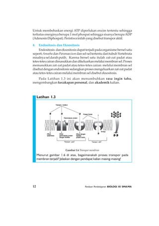 12 Panduan Pembelajaran BIOLOGI XI SMA/MA
Untuk membebaskan energi ATP diperlukan enzim tertentu sehingga
terbatas energinya berupa 1 mol phospat sehingga sisanya berupaADP
(Adenosin Diphospat). Peristiwa inilah yang disebut transpor aktif.
4. Endositosis dan Eksositosis
Endositosis dan eksositosis dapat terjadi pada organisme bersel satu
sepertiAmoeba dan Paramaecium dan sel-sel tertentu dari tubuh Vertebrata
misalnya sel darah putih. Karena bersel satu itulah zat-zat padat atau
tetes-tetescairandimasukkandandikeluarkanmelaluimembransel.Proses
memasukkan zat-zat padat atau tetes-tetes cairan melalui membran sel
disebutdenganendositosissedangkanprosesmengeluarkanzat-zatpadat
atau tetes-tetes cairan melalui membran sel disebut eksositosis.
Pada Latihan 1.3 ini akan menumbuhkan rasa ingin tahu,
mengembangkan kecakapan personal, dan akademik kalian.
Menurut gambar 1.6 di atas, bagaimanakah proses transpor pada
membran terjadi? Jelaskan dengan pendapat kalian masing-masing!
Latihan 1.3
Gambar 1.6 Transpor membran
 