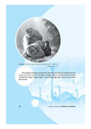 36 Panduan Pembelajaran BIOLOGI XI SMA/MA
Burung bisa terbang, kuda bisa lari kencang, monyet bisa meloncat-loncat
riang itu semua karena jaringan-jaringan tubuh mereka berkoordinasi
membentuk organ. Organ-organ mereka bisa digunakan secara lincah untuk
beraktivitas.
Gambar 3.1 Organ-organ monyet digunakan untuk beraktivitas
Sumber: CD Image
36 Panduan Pembelajaran BIOLOGI XI SMA/MA
 