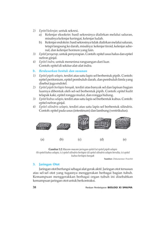 38 Panduan Pembelajaran BIOLOGI XI SMA/MA
Sumber: Dokumentasi Penerbit
2) Epitel kelenjar, untuk sekresi.
a) Kelenjar eksokrin: hasil sekresinya dialirkan melalui saluran,
misalnya kelenjar keringat, kelenjar ludah.
b) Kelenjarendokrin:hasilsekresinyatidakdialirkanmelaluisaluran,
tetapi langsung ke darah, misalnya: kelenjar tiroid, kelenjar adre-
nal, dan kelenjar hormon yang lain.
3) Epitelpenyerap,untukpenyerapan.Contoh:epitelusushalusdanepitel
nefron ginjal.
4) Epitel indra, untuk menerima rangsangan dari luar.
Contoh: epitel di sekitar alat-alat indra.
b. Berdasarkan bentuk dan susunan
1) Epitel pipih selapis, terdiri atas satu lapis sel berbentuk pipih. Contoh:
epitel peritonium, epitel pembuluh darah, dan pembuluh limfa yang
disebutjugaendotel.
2) Epitel pipih berlapis banyak, terdiri atas banyak sel dan lapisan bagian
luarnya dibentuk oleh sel-sel berbentuk pipih. Contoh: epitel kulit
telapak kaki, epitel rongga mulut, dan rongga hidung.
3) Epitel kubus selapis,terdiri atas satu lapis sel berbentuk kubus. Contoh:
epitel nefron ginjal.
4) Epitel silindris selapis, terdiri atas satu lapis sel berbentuk silindris.
Contoh: epitel pada usus (intestinum) dan lambung (ventrikulus).
(a) (b) (c) (d) (e)
Gambar 3.2 Macam-macam jaringan epitel:(a) epitel pipih selapis
(b) epitel kubus selapis, (c) epitel silindris berlapis (d) epitel silindris selapis bersilia, (e) epitel
kubus berlapis banyak
3. Jaringan Otot
Jaringan otot berfungsi sebagai alat gerak aktif. Jaringan otot tersusun
atas sel-sel otot yang tugasnya menggerakan berbagai bagian tubuh.
Kemampuan menggerakkan berbagai organ tubuh ini disebabkan
kemampuanjaringanototuntukberkontraksi.
 