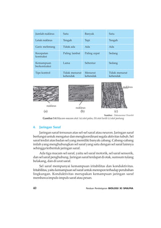 40 Panduan Pembelajaran BIOLOGI XI SMA/MA
Sumber: Dokumentasi Penerbit
nukleus
nukleus
nukleus
(a) (b) (c)
Gambar 3.4 Macam-macam otot: (a) otot polos, (b) otot lurik (c) otot jantung
4. Jaringan Saraf
Jaringan saraf tersusun atas sel-sel saraf atau neuron. Jaringan saraf
berfungsiuntukmengaturdanmengkoordinasisegalaaktivitastubuh.Sel
saraf terdiri atas badan sel yang memiliki banyak cabang. Cabang-cabang
inilah yang menghubungkan sel saraf yang satu dengan sel saraf lainnya
sehingga terbentuk jaringan saraf.
Ada tiga macam sel saraf, yaitu sel saraf motorik, sel saraf sensorik,
dan sel saraf penghubung. Jaringan saraf terdapat di otak, sumsum tulang
belakang, dan di urat saraf.
Sel saraf mempunyai kemampuan iritabilitas dan konduktivitas.
Iritabilitas,yaitukemampuanselsarafuntukmeresponterhadapperubahan
lingkungan. Konduktivitas merupakan kemampuan jaringan saraf
membawa impuls-impuls saraf atau pesan.
Jumlah nukleus
Letak nukleus
Garis melintang
Kecepatan
kontraksi
Kemampuan
berkontraksi
Tipe kontrol
Satu
Tengah
Tidak ada
Paling lambat
Lama
Tidak menurut
kehendak
Banyak
Tepi
Ada
Paling cepat
Sebentar
Menurut
kehendak
Satu
Tengah
Ada
Sedang
Sedang
Tidak menurut
kehendak
 