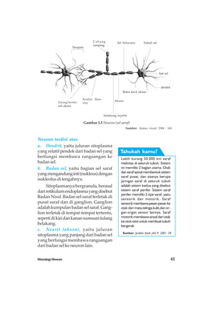 Histologi Hewan 41
Neuron terdiri atas:
a. Dendrit, yaitu juluran sitoplasma
yang relatif pendek dari badan sel yang
berfungsi membawa rangsangan ke
badan sel.
b. Badan sel, yaitu bagian sel saraf
yangmengandunginti(nukleus)dengan
nukleolus di tengahnya.
Sitoplasmanya bergranula, berasal
dariretikulumendoplasmayangdisebut
Badan Nissl. Badan sel saraf terletak di
pusat saraf dan di ganglion. Ganglion
adalahkumpulanbadanselsaraf.Gang-
lion terletak di tempat-tempat tertentu,
sepertidikiridankanansumsumtulang
belakang.
c. Neurit (akson), yaitu juluran
sitoplasma yang panjang dari badan sel
yang berfungsi membawa rangsangan
dari badan sel ke neuron lain.
Sinapsis
Cabang
samping
Sel Schwann Tubuh sel
Inti sel
dendrit
Bukit kecil akson
Akson
Selubung myelin
Nodus Ran-
vierUjung/termi-
nal akson
Gambar 3.5 Neuron (sel saraf)
Sumber: Kamus visual, 2004 : 168
Lebih kurang 50.000 km saraf
melintas di seluruh tubuh. Sistem
ini memiliki 2 bagian utama. Otak
dan saraf spinal membentuk sistem
saraf pusat, dan sisanya berupa
jaringan saraf di seluruh tubuh
adalah sistem kedua yang disebut
sistem saraf perifer. Sistem saraf
perifer memiliki 2 tipe saraf, yaitu
sensorik dan motorik. Saraf
sensorikmembawapesan-pesanke
otak dari mata,telinga,kulit,dan or-
gan-organ sensor lainnya. Saraf
motorik membawa sinyal dari otak
keotot-ototuntukmembuattubuh
bergerak.
Tahukah kamu?
Sumber: Jendela Iptek jilid 9, 2001: 58
 