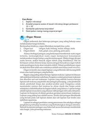 44 Panduan Pembelajaran BIOLOGI XI SMA/MA
B. Organ Hewan
Organ terbentuk dari beberapa jaringan yang saling bekerja sama
melaksanakan fungsi tertentu.
Berdasarkan letaknya, organ dibedakan menjadi dua, yaitu:
1. Organ luar : tangan, kaki, hidung, mulut, telinga, mata.
2. Organ dalam : hati, ginjal, usus, jantung, paru-paru.
Adanya berbagai jaringan yang berkumpul membentuk suatu organ
tertentu, memungkinkan suatu organ mempunyai kemampuan
melaksanakan fungsi hidup yang beranekaragam. Makin tinggi derajat
suatu hewan, makin banyak organ tubuh yang dimilikinya. Hal ini
bertujuan untuk efisiensi kerja, karena dengan banyaknya organ tubuh
maka pembagian kerja akan semakin efektif. Dalam pembahasan organ
ini akan kita lihat salah satu contohnya adalah usus halus (small intestine).
Organ ini terdiri atas empat lapisan yang terbentuk oleh kurang lebih
enam atau tujuh jaringan yang berbeda.
Bagianyangpalingdalamberupa lapisanmukosa.Lapisaninidisusun
olehepiteliumkolumnarsederhana.Fungsinyauntukpencernaanmakanan
dan absorbsi sari-sari makanan. Lapisan yang sebelah luarnya berupa
lapisansubmukosayangterdiriatasjaringanpenunjang, yaitupembuluh
darah, pembuluh limpa dan serabut-serabut saraf. Fungsinya untuk
mentransfer nutrien dari mukosa ke aliran darah dan limpa untuk
selanjutnya didistribusikan ke bagian tubuh yang lainnya. Lapisan ketiga
adalahlapisanmuscularisyangdisusunolehjaringanototyaituototpolos.
Lapisan ini berperan di dalam gerakan-gerakan pencernaan makanan.
Lapisan yang paling luar adalah serosa. Terdiri dari jaringan fibroblastik
yang berada pada sub lapisan dalam dan sub lapisan luar terdiri atas
epiteliumsquamosa.
Lapisaninisebagaipembatascorongpencernaandansekaligussebagai
penghubung terhadap membran yang berhubungkan dengan intestine.
Seluruhkomponenjaringanusushalustadisecarabersamaanmembentuk
satu fungsi, yaitu prosesing makanan.
Cara Kerja:
1. Siapkan mikroskop!
2. Amatilah preparat awetan di bawah mikroskop dengan perbesaran
10 × 10!
3. Gambarlah pada kertas kerja kalian!
4. Deskripsikan masing-masing preparat jaringan!
 