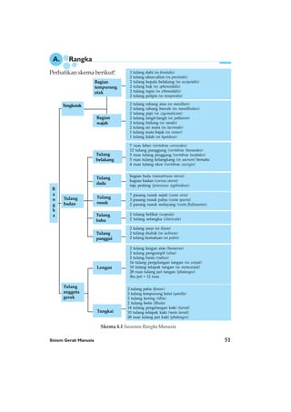 Sistem Gerak Manusia 51
Bagian
tempurung
otak
Bagian
wajah
Tulang
belakang
Tulang
dada
Tulang
rusuk
Tulang
bahu
Tulang
panggul
Lengan
Tungkai
Tulang
badan
Tengkorak
Tulang
anggota
gerak
R
a
n
g
k
a
2 tulang rahang atas (os maxillare)
2 tulang rahang bawah (os mandibulare)
2 tulang pipi (os zigomaticum)
2 tulang langit-langit (os pallatum)
2 tulang hidung (os nasale)
2 tulang air mata (os lacrimale)
1 tulang mata bajak (os vomer)
1 tulang lidah (os hyoideus)
7 ruas leher (vertebrae cervicales)
12 tulang punggung (vertebrae thoracales)
5 ruas tulang pinggang (vertebrae lumbales)
5 ruas tulang kelangkang (os sacrum) bersatu
4 ruas tulang ekor (vertebrae coccigis)
bagian hulu (manubrium sterni)
bagian badan (corvus sterni)
taju pedang (processus xyphiodeus)
7 pasang rusuk sejati (costa vera)
3 pasang rusuk palsu (costa spuria)
2 pasang rusuk melayang (costa fluktuantes)
2 tulang belikat (scapula)
2 tulang selangka (clavicula)
2 tulang usus (os ilium)
2 tulang duduk (os ischium)
2 tulang kemaluan (os pubis)
2 tulang lengan atas (humerus)
2 tulang pengumpil (ulna)
2 tulang hasta (radius)
16 tulang pergelangan tangan (os carpal)
10 tulang telapak tangan (os metacarpal)
28 ruas tulang jari tangan (phalanges)
ibu jari = 12 ruas
2 tulang paha (femur)
2 tulang tempurung lutut (patella)
2 tulang kering (tibia)
2 tulang betis (fibula)
14 tulang pergelangan kaki (tarsal)
10 tulang telapak kaki (meta tarsal)
28 ruas tulang jari kaki (phalanges)
A. Rangka
Perhatikan skema berikut!
Skema 4.1 Susunan Rangka Manusia
1 tulang dahi (os frontalis)
2 tulang ubun-ubun (os parietalis)
2 tulang kepala belakang (os occipetalis)
2 tulang baji (os sphenoidalis)
2 tulang tapis (os ethmoidalis)
2 tulang pelipis (os temporalis)
 