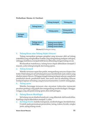 Sistem Gerak Manusia 55
1. Tulang Keras atau Tulang Sejati (Osteon)
Tulang merupakan jaringan pengikat yang tersusun oleh sel tulang
(osteoblas)yangmenghasilkanmatriksyangmengandungendapanzatkapur,
sehinggamatriksnyamenjadilebihkerasdibandingdengantulangrawan.
Berdasarkan matriksnya, tulang keras dapat dibedakan menjadi 2
macam, yaitu tulang kompak dan tulang spons.
a. Tulang kompak
Matriks tersusun rapat dan padat, mengandung senyawa kapur dan
fosfat.Padatulanginisel-seltulangtersusunmembentuksuatusistemyang
disebutsistemHavers.Dibagiantengahtulangterdapatsaluranyangberisi
pembuluh darah, pembuluh limfe, dan saraf, dan di sekeliling saluran
terdapat lapisan sel tulang yang tersusun konsentris. Contoh: tulang pipa.
b. Tulang spons
Matriks berongga tersusun atas anyaman trabeculae (semacam
pecahan genting) yang pipih dan mengandung serabut kolagen. Rongga-
rongga yang ada pada tulang spons diisi oleh jaringan.
2. Tulang Rawan (Kartilago)
Sel tulang rawan disebut kondrosit, yang dibentuk oleh kondroblas.
Kartilago dapat dibedakan menjadi 3, yaitu:
a. Kartilago hialin: matriks transparan, serabut kolagen, bersifat lentur.
Contoh: pada permukaan persendian, laring, trakea, bronki, rangka
janin, ujung tulang rusuk.
Perhatikan Skema 4.2 berikut:
Skema 4.2 Pembagian tulang
Jaringan
tulang
Tulang keras
Tulang rawan
(kartilago)
Tulang kompak
Tulang spons
Tulang pipa
Tulang pipih
Tulang pendek
Tulang rawan hialin
Tulang rawan fibrosa
Tulang rawan elastis
 
