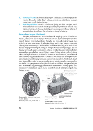 56 Panduan Pembelajaran BIOLOGI XI SMA/MA
b. Kartilago elastis: matriks kekuningan, serabut elastis kuning bersifat
elastis. Contoh: pada daun telinga membran niktitans, saluran
eustachius, epiglotis dan faring.
c. Kartilago fibrosa: matriks keruh dan gelap, serabut kolagen putih
bersifat kokoh dan kuat. Contoh: pada tempat pertautan tendon atau
ligamentum pada tulang dekat permukaan persendian, tulang di
antara tulang kemaluan, dan di antara tulang belakang.
Proses Penulangan (Osifikasi)
Rangka pada manusia mulai terbentuk lengkap pada akhir bulan
kedua, atau awal bulan ketiga dari kehamilan. Semua rangka tersebut
masih dalam bentuk kartilago. Rangka ini berasal dari jaringan ikat
embrional atau mesenkim. Setelah kartilago terbentuk, rongga yang ada
di tengahnya akan segera berisi sel-sel pembentuk tulang atau osteoblast.
Sel-sel ini juga menempati jaringan pengikat di sekeliling rongga. Sel-sel
tulangterbentuksecarakonsentris,artinyapembentukannyabermuladari
arah dalam terus keluar mengelilingi pusat. Setiap satuan sel-sel tulang
akan melingkari suatu pembuluh darah dan serabut saraf, membentuk
satu sistem yang disebut sistem Havers. Di antara sel-sel tulang terdapat
zatselaataumatriksyangtersusunatassenyawaprotein.Pembuluhdarah
dari sistem Havers ini bercabang-cabang menuju ke matriks, mengangkut
zatfosfor,danpengerasantulanginidinamakanosifikasiataupenulangan.
Bila matriks tulang berongga, maka akan membentuk tulang spons. Bila
matriksnya padat dan rapat, maka akan terbentuk tulang kompak atau
tulang keras.
Gambar 4.5 Sistem Havers
Sumber: Jendela Iptek jilid 9, 2000: 17
Gambar 4.4 Giovanni Ingrassias
(1510 - 1580)
Sumber: Jendela Iptek jilid 9, 2000: 17
Pembuluh-pembuluh darah
dansarafditengah-tengah
Saluran Haversian tempat
pembuluh-pembuluh
Periosteum
Tulangyangpadat
Pembuluh-pembuluh darah
pemberimakantulang-tulang
yang hidup
Endosteumyangmerupakan
garis tepi dari rongga-rongga
tulang
Tulang yang seperti
bungakarang
Osteosit
SistemHaversian
Lapisan-lapisan
lamellatulang
 
