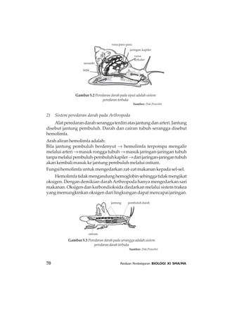 70 Panduan Pembelajaran BIOLOGI XI SMA/MA
2) Sistem peredaran darah pada Arthropoda
Alatperedarandarahseranggaterdiriatasjantungdanarteri.Jantung
disebut jantung pembuluh. Darah dan cairan tubuh serangga disebut
hemolimfa.
Arah aliran hemolimfa adalah:
Bila jantung pembuluh berdenyut → hemolimfa terpompa mengalir
melalui arteri → masuk rongga tubuh → masuk jaringan-jaringan tubuh
tanpamelaluipembuluh-pembuluhkapiler→darijaringan-jaringantubuh
akan kembali masuk ke jantung pembuluh melalui ostium.
Fungsi hemolimfa untuk mengedarkan zat-zat makanan kepada sel-sel.
Hemolimfa tidak mengandung hemoglobin sehingga tidak mengikat
oksigen. Dengan demikian darahArthropoda hanya mengedarkan sari
makanan. Oksigen dan karbondioksida diedarkan melalui sistem trakea
yang memungkinkan oksigen dari lingkungan dapat mencapai jaringan.
Gambar 5.2 Peredaran darah pada siput adalah sistem
peredaranterbuka
Sumber: Dok.Penerbit
serambi
bilik
vena paru-paru
jaringan kapiler
vena
sirkuler
Gambar 5.3 Peredaran darah pada serangga adalah sistem
peredarandarahterbuka
Sumber: Dok.Penerbit
ostium
jantung pembuluh darah
 