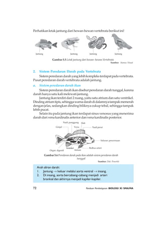 72 Panduan Pembelajaran BIOLOGI XI SMA/MA
2. Sistem Peredaran Darah pada Vertebrata
Sistemperedarandarahyanglebihkompleksterdapatpadavertebrata.
Pusat peredaran darah vertebrata adalah jantung.
a. Sistem peredaran darah ikan
Sistemperedarandarahikandisebutperedarandarahtunggal,karena
darah hanya satu kali melewati jantung.
Jantung ikan terdiri dari 2 ruang, yaitu satu atrium dan satu ventrikel.
Dindingatriumtipis,sehinggawarnadarahdidalamnyatampakmemerah
dengan jelas, sedangkan dinding biliknya cukup tebal, sehingga tampak
lebih pucat.
Selain itu pada jantung ikan terdapat sinus venosus yang menerima
darah dari vena kardinalis anterior dan vena kardinalis posterior.
Arah aliran darah:
1. Jantung → keluar melalui aorta ventral → insang.
2. Di insang, aorta bercabang-cabang menjadi arteri
brankial dan akhirnya menjadi kapiler-kapiler.
Gambar 5.6 Peredaran darah pada ikan adalah sistem peredaran darah
tunggal
Sumber: Dok. Penerbit
Nadi perut
Saluran pencernaan
Bulbus arteri
Atrium
Ventrikel
Organ digestif
Ginjal
Nadi punggung
Vena
Hati
Perhatikan letak jantung dari hewan-hewan vertebrata berikut ini!
Jantung Jantung Jantung Jantung
Gambar 5.5 Letak jantung dari hewan -hewan Vertebrata
Sumber: Kamus Visual
 