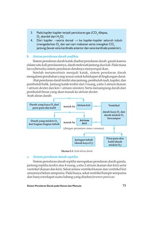 Sistem Peredaran Darah pada Hewan dan Manusia 73
3. Pada kapiler-kapiler terjadi pertukaran gas (CO2
dilepas,
O2
diambil dari H2
O).
4. Dari kapiler →aorta dorsal → ke kapiler-kapiler seluruh tubuh
(mengedarkan O2
dan sari-sari makanan serta mengikat CO2
jantung (lewat vena kardinalis anterior dan vena kardinalis posterior).
b. Sistem peredaran darah amfibia
Sistemperedarandarahkatakdisebutperedarandarah gandakarena
dalamsatukaliperedarannya,darahmelewatijantungduakali.Padamasa
larva (berudu) sistem peredaran darahnya menyerupai ikan.
Setelah metamorfosis menjadi katak, sistem peredaran darah
mengalamiperubahanyangsesuaiuntukkehidupandilingkungandarat.
Alatperedarandarahterdiriatasjantung,pembuluhnadi,kapiler,dan
pembuluh balik. Jantung katak terdiri dari 3 ruang, yaitu 2 atrium (kanan
= atrium dexter dan kiri = atrium sinister). Serta menampung darah dari
pembuluh besar yang akan masuk ke atrium dexter.
Arah aliran darah:
c. Sistem peredaran darah reptilia
Sistem peredaran darah reptilia merupakan peredaran darah ganda,
jantung reptilia terdiri atas 4 ruang, yaitu 2 atrium (kanan dan kiri) serta
ventrikel (kanan dan kiri). Sekat antara ventrikel kanan dan ventrikel kiri
umumnyabelumsempurna.Padabuaya,sekatventrikelhampirsempurna
dan hanya terdapat suatu lubang yang disebut foramen panizzae.
Darah yang kaya O2
dari
paru-paru dan kulit
masuk ke Atrium kiri Ventrikel
darah kaya O2
dan
darah miskin O2
bercampur
Darah yang miskin O2
dari bagian-bagian tubuh
masuk ke
Atrium
kiri
(dengan perantara sinus venosus)
Paru-paru dan
kulit (darah
miskin O2
)
Jaringan tubuh
(darah kaya O2
)
Skema 5.1 Arah aliran darah
 