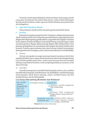 Sistem Peredaran Darah pada Hewan dan Manusia 81
Transfusi darah dapat dilakukan dalam keadaan: kekurangan darah
yang akut, kecelakaan dan tubuh luka parah, waktu tubuh kehilangan
banyak darah (misalnya waktu operasi), tubuh terbakar, penyakit kronis,
dan sebagainya.
2. Alat-Alat Peredaran Darah
Alat peredaran darah terdiri atas jantung dan pembuluh darah.
a. Jantung
Jantungmerupakanpompaberotot.Fungsinyasebagaialatpemompa
darah.Jantungterdiridariototjantung(miokardium)yangbagianluarnya
dilapisiolehselaputjantung(perikardium)yangterdiridari2lapisan.Diantara
kedua lapisan tersebut terdapat cairan getah bening yang berfungsi untuk
menahan gesekan. Bagian dalam jantung dilapisi oleh endokardium. Otot
jantungmendapatkanzat-zatmakanandanoksigendaridarahmelaluiarteri
koroner. Peristiwa penyumbatan dari arteri koroner disebut koronariasis.
Jantungterdiriatas4ruangan,yaitu2atrium(serambi)dan2ventrikel(bilik).
1) Atrium
Atrium merupakan ruangan jantung tempat masuknya darah dari
pembuluhbalik(vena),antaraatriumkanandanatriumkiriterdapatkatup
valvula bikuspidalis pada fetus, antara atrium kanan dan kiri terdapat
lubang yang disebut foramen ovale menjelang kelahiran, foramen ovale
akan menutup.
2) Ventrikel
Ventrikel mempunyai otot lebih tebal daripada atrium, dan ventrikel
kirilebihtebaldaripadaventrikelkanan.Inidisebabkanventrikelberfungsi
memompakan darah keluar jantung, antara ventrikel kanan dan kiri
terdapatkatupvalvulatrikuspidalis.
Cara Kerja Otot Jantung (Kontraksi dan Relaksasi)
Saat serambi
relaksasi
(mengembang)
darah dari
vena cava
inferior dan
vena cava
superior
mengalir menuju serambi kiri
bilik
pembuluh aorta dan
pembuluh nadi
akibatnya: serambi menguncup
bilik mengembang
akibatnya: bilik menguncup
hingga tekanan ruang maksimal =
SISTOLE
akibatnya:bilik relaksasi,
hingga tekanan ruangan
minimal = DIASTOLE
Skema 5.3 Cara kerja otot jantung
 