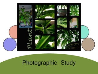 Photographic Study
 