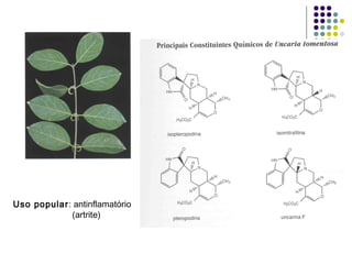 Uso popular: antinflamatório
(artrite)
 