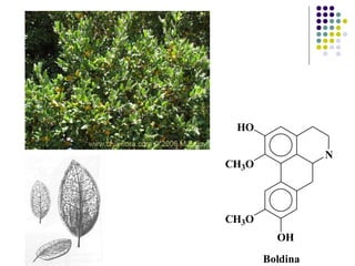 N
HO
CH3O
CH3O
OH
Boldina
 