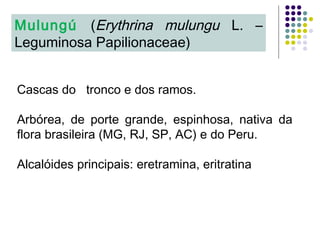 Cascas do tronco e dos ramos.
Arbórea, de porte grande, espinhosa, nativa da
flora brasileira (MG, RJ, SP, AC) e do Peru.
Alcalóides principais: eretramina, eritratina
Mulungú (Erythrina mulungu L. –
Leguminosa Papilionaceae)
 