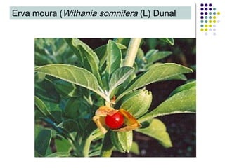 Erva moura (Withania somnifera (L) Dunal
 