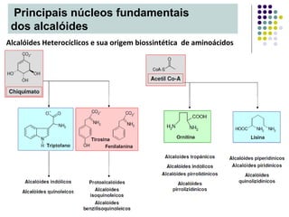 Alcalóides Heterocíclicos e sua origem biossintética de aminoácidos
Principais núcleos fundamentais
dos alcalóides
 